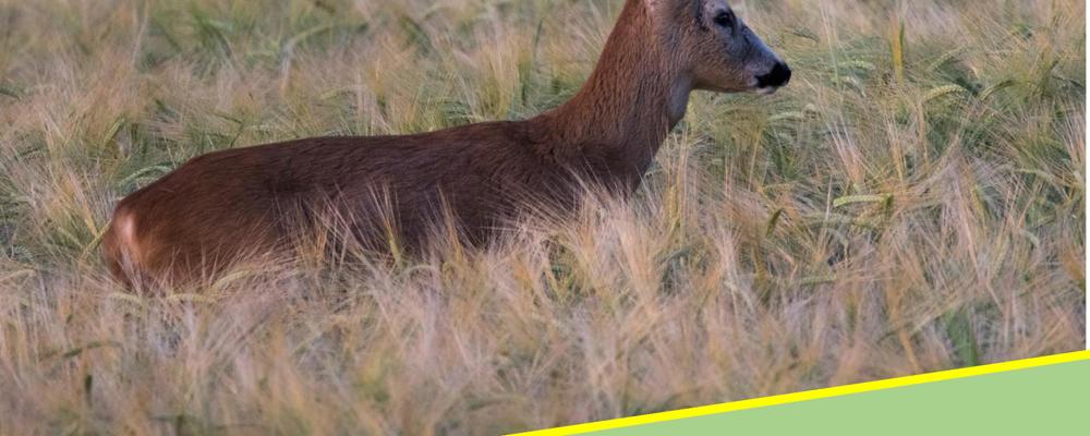 Buejegerennr2 2019 Fremside