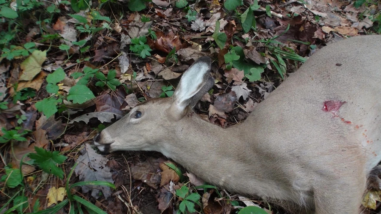 Oeivind Kragboen Usa