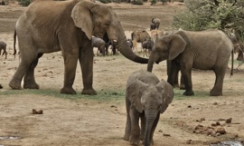Elefanter Ved Jan Oleofse Hunting Safaris Elefanter Ved Jan Oleofse Hunting Safaris