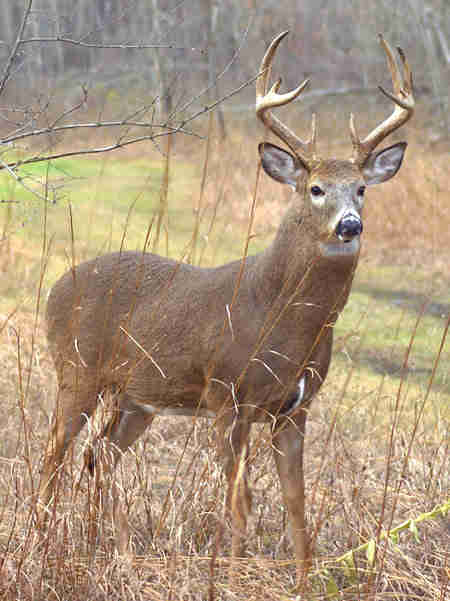 Deer Buck