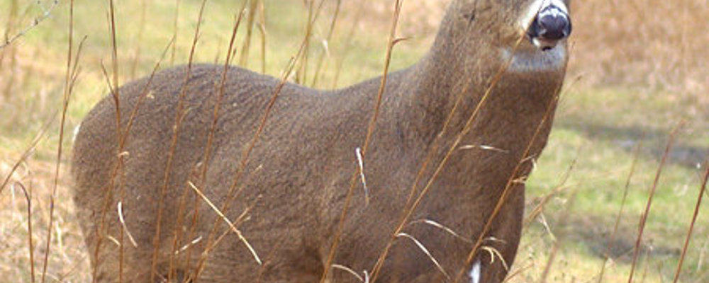 Deer Buck Deer Buck