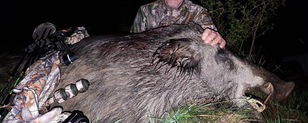 Bilde 2 Villsvin Bulgaria Erling 1