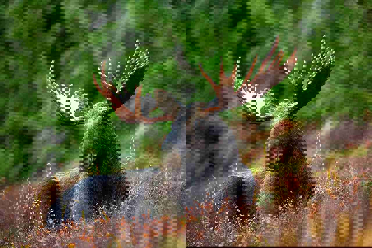 Moose