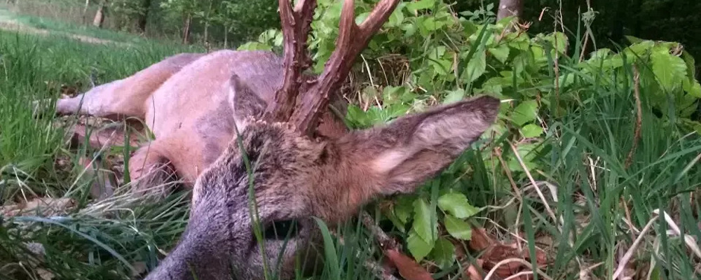 Oeivind Krageboen Bukkejakt 2017