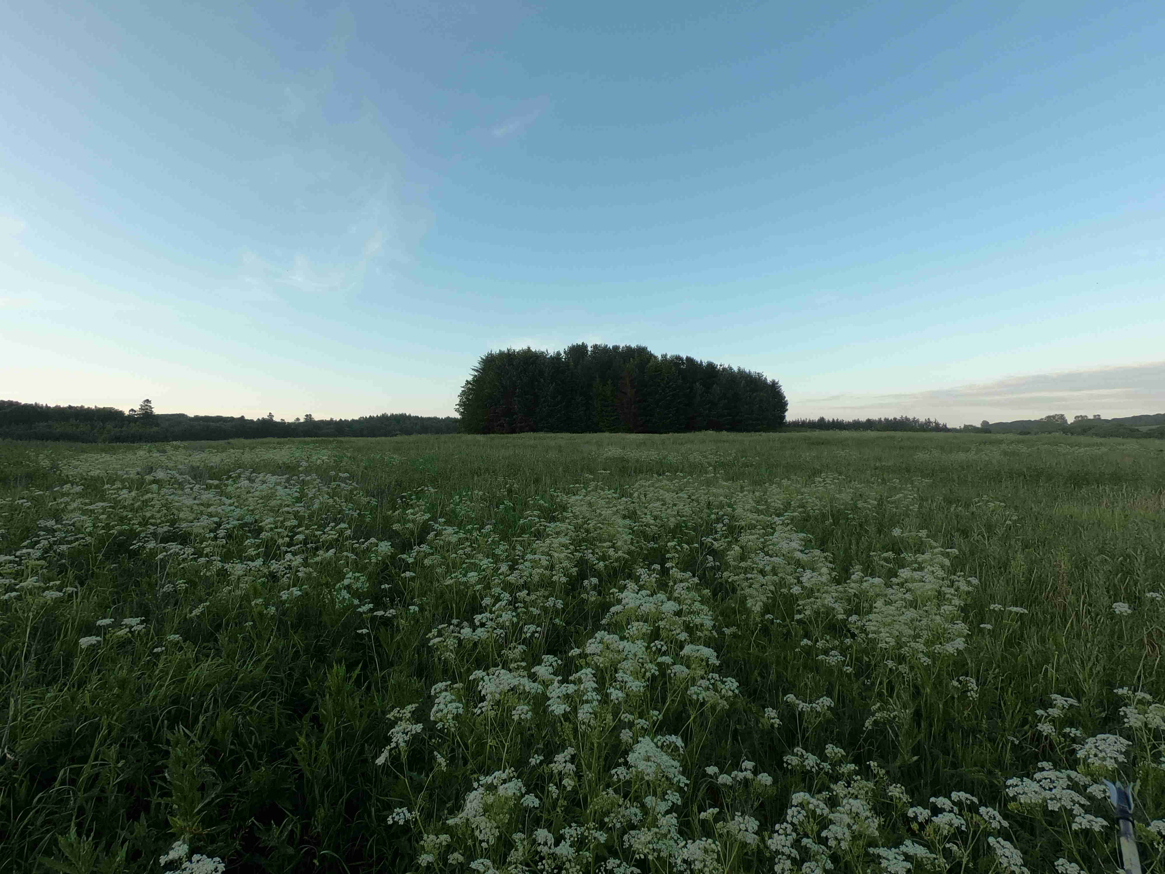 Den Runde Skov