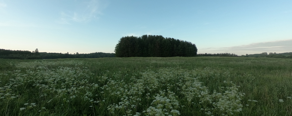 Den Runde Skov Den Runde Skov