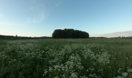 En vellykket jakttur En vellykket jakttur